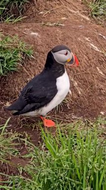 Canlı bir martı, yemyeşil çimlerin üzerinde zarif bir şekilde duruyor ve eşsiz özelliklerini sergiliyor. Bu büyüleyici sahne İzlanda kıyı ortamının güzelliğini yansıtıyor, doğa meraklıları için ideal..