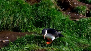Bir martı canlı yeşil çimlerin üzerinde zarif bir şekilde yürür ve büyüleyici yaz mevsiminde İzlanda 'nın nefes kesici doğal güzelliklerine karşı renkli gagasını sergiler..