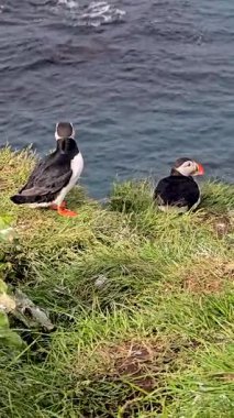 İki canlı martı, İzlanda 'nın yemyeşil kayalıklarında durup uçsuz bucaksız Atlantik Okyanusu' na bakıyorlar. Dramatik kıyı arkaplanı güneşli bir günde nefes kesici doğa manzarası sunuyor..