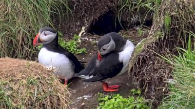 İzlanda 'nın verimli kıyı kayalıklarında iki büyüleyici martı dolaşırken görülüyor. Canlı manzara bu çarpıcı bölgeyi tanımlayan büyüleyici vahşi yaşamı ve eşsiz manzaraları gözler önüne seriyor..