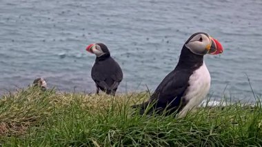 Canlı martılar, İzlanda 'daki Atlantik Okyanusu' na bakan çimenli kayalıklarda şakacı doğalarını sergiliyorlar. Sahne, vahşi hayatın güzelliğini çarpıcı bir sahile yansıtıyor..