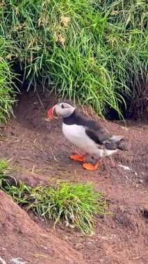 Canlı bir martı, yemyeşil çimenler ve kayalık arazilerle çevrili İzlanda kıyı şeridi boyunca yürürken görüldü. Bu kuş benzersiz renklendirmesi resimsel manzaraya cazibe katıyor..