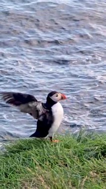 Büyüleyici bir martı kanatlarını açıp İzlanda 'nın engebeli kıyı şeridi boyunca uçmaya hazırlanıyor. Huzurlu okyanus arka planda parlıyor, alacakaranlıkta büyüleyici bir atmosfer yaratıyor..