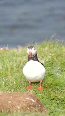 Borgarfjordur, İzlanda 'nın çimenli kayalıklarında gezen renkli martılar görülebilir. Sakin suların arka planıyla bu büyüleyici kuşlar canlı tüylerini ve neşeli davranışlarını sergiliyorlar..