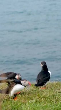 Renkli martılar İzlanda 'daki Borgarfjordur' un sarp kayalıkları boyunca toplanarak neşeli aktivitelere girişiyor ve İzlanda 'da canlı gagalarını sergiliyorlar.