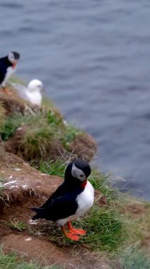 Borgarfjordur 'un engebeli uçurumlarında martılar gezinir, etraflarını saran okyanus manzarası ve yemyeşil yeşilliklerle. Bu canlı kuşlar İzlanda 'nın nefes kesen manzarasının en önemli noktalarıdır..