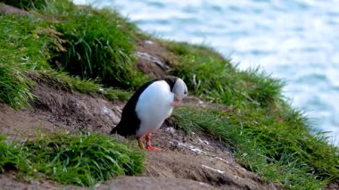 Lezzetli bir martı, çimenli bir uçurumun kenarında sessizce dikilip Kuzey Atlantik Okyanusu 'nun parıldayan sularına bakıyor. Manzara İzlanda doğasının eşsiz güzelliğini gözler önüne seriyor..
