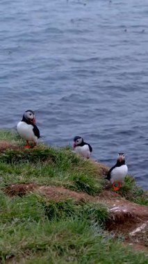 Renkli martiniler, ışıldayan mavi suların zeminine karşı İzlanda, Borgarfjordur 'un büyüleyici uçurumları boyunca maceraya atılırlar..