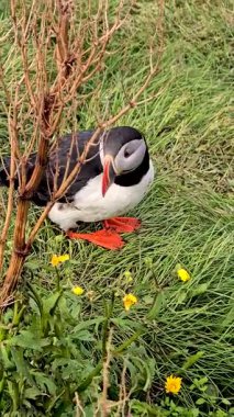 Sarı kır çiçekleriyle çevrili canlı yeşil çimlerin üzerinde renkli bir martı duruyor. Sahne, İzlanda 'nın doğal güzelliğini sergiliyor. Huzurlu bir ortamda vahşi hayatı ön plana çıkarıyor..