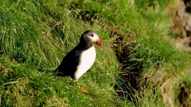 İzlanda 'nın engebeli kıyısındaki martıların canlı doğal yaşam alanlarını keşfetmek, yemyeşil çevresinde büyüleyici bir kuş sergiliyor. İzlanda 'nın vahşi hayatının büyüsünü tecrübe et..