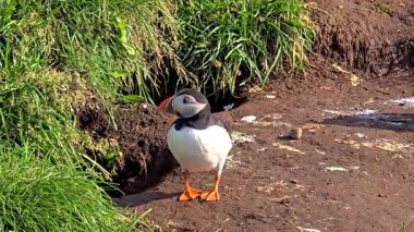 Bereketli yeşillikler ve İzlanda 'nın engebeli kıyı şeridi arasında gelişen renkli martılarla karşılaşırlar. Bu büyüleyici kuşlar yaz aylarında doğal ortamlarında benzersiz davranışlar sergilerler..