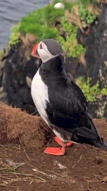 Canlı bir martı görkemli bir şekilde İzlanda 'da kayalık bir uçurumda duruyor, yemyeşil ve çarpıcı okyanus zeminiyle çevrili..