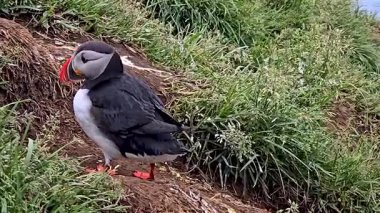 Çekici bir martı İzlanda 'nın engebeli kıyı şeridinde duruyor, canlı yeşil otlarla çevrili..