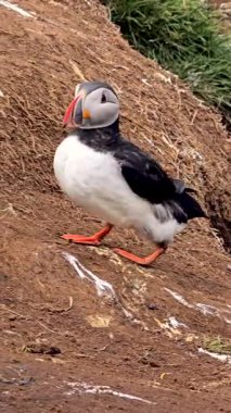 Renkli bir martı, İzlanda 'nın engebeli arazisinde canlı gagasını ve benzersiz özelliklerini sergileyerek paytak paytak yürüyor..
