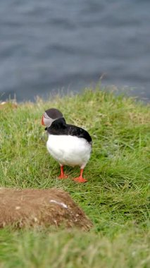 İzlanda 'daki Borgarfjordur kayalıklarında martılar çimlerin üzerinde volta atarak canlı renklerini sergiliyorlar. Bu büyüleyici deniz kuşları sakin suların arkaplanına karşı kıyı arazisinde gezinirler..