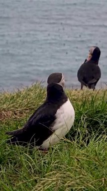 Canlı martılar yemyeşil çimenlere tünemiş, İzlanda 'nın manzaralı okyanus manzarasının tadını çıkarıyorlardı. Bu büyüleyici kuşlar, renkli gagalarıyla ziyaretçileri büyüleyen kıyı manzarasının önemli bir parçası..
