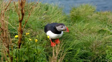 Renkli martılar, İzlanda 'nın görkemli Borgarfjordur kayalıklarında yemyeşil çimlerde ve canlı kır çiçeklerinde gezinirler. Güzel bir yaz günü onların neşeli ve ilginç davranışlarını arttırır..