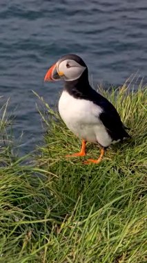 Çekici bir martı, İzlanda 'nın sakin sularına bakan yemyeşil çimlerin üzerinde gururla durur. Kuşun parlak renkleri güneşli bir günde doğal manzarayla çok güzel tezat oluşturur..