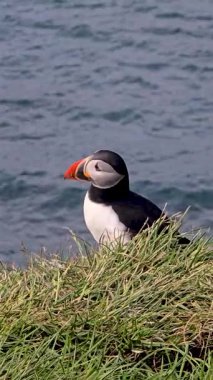 Çekici bir martı, İzlanda 'da okyanusun kıyısındaki çimenli bir kıyıda dinlenirken görülüyor, çarpıcı turuncu gagasını ve mavi sulara karşı renkli tüylerini vurguluyor..