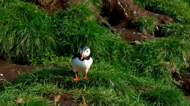 Çekici bir martı, İzlanda 'nın çarpıcı vahşi doğasında canlı yeşil çimlerin üzerinde duruyor. Parlak güneş ışığı kuşların renklerini güçlendirir. Bu an, doğanın güzelliğini huzurlu bir ortamda yakalar..