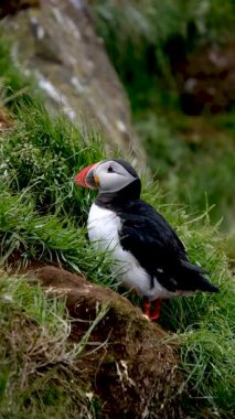İzlanda 'daki Borgarfjordur uçurumlarının canlı yeşillikleri arasında martılar paytak paytak yürür ve yiyecek ararlar. Renkli gagaları kayalık arazide göze çarpıyor, doğal güzelliklerini sergiliyor..