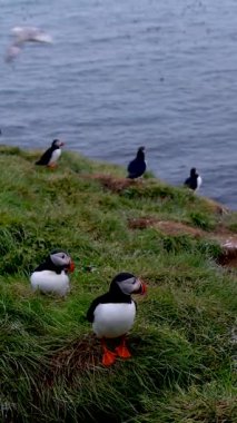 Bir grup Atlantik martısı İzlanda, Borgarfjordur 'daki çimenli kayalıklarda dinleniyor. Kuşlar pır pır ediyor, nöbet tutuyor ve öğleden sonra kıyı melteminin tadını çıkarıyor..