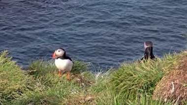 Canlı martiniler İzlanda 'daki yemyeşil kayalıklarda duruyorlar. Renkli gagaları aşağıdaki parlak okyanusun arka planında belirgin bir şekilde sergileniyor..