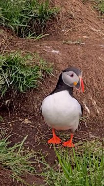 Canlı bir martı İzlanda 'nın yemyeşil çimenleri boyunca yürüyüp belirgin işaretlerini ve parlak turuncu gagasını sergiliyor. Bu büyüleyici an doğanın güzelliğini vurguluyor..