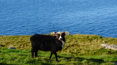 Bir Faroe koyunu bir tepenin tepesindeki yeşil çimenlerde huzur içinde otlar. Arka planda, berrak gökyüzünün altında uzanan çarpıcı mavi okyanus, Faroe Adaları 'nın dingin güzelliğini yakalar..