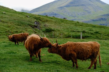 İskoçya sığırları, Faroe Adaları 'ndaki yemyeşil otlaklarda otlarken sevgi gösterirler. Bu canlı manzara dramatik tepeler ve sakin bir atmosfer sergiliyor, doğa severler için mükemmel..