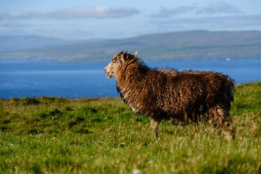 Tüylü bir koyun, Faroe Adaları 'nın nefes kesen sahil kayalıklarına bakan yemyeşil çimlerde zarifçe duruyor. Sakin okyanus suyu berrak mavi gökyüzünün altında parlıyor..