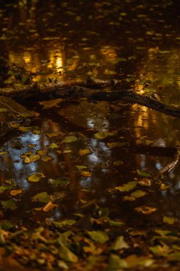 Güz, dingin Speulderbos Veluwe 'de Hollanda' nın parlak altın ve turuncu renkleriyle manzarayı resmeder.