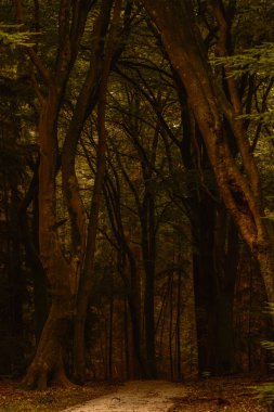 Sonbahar boyunca Veluwe bölgesinde Speulderbos 'un dingin yollarında yürümek, sıcak altın renklere bürünmüş yüksek ağaçlar ortaya çıkarıyor. Yapraklar nazikçe düşerken doğa güzelliği tam olarak sergilenir..