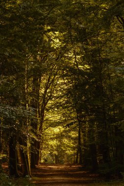 Canlı sonbahar renkleri, Speulderbos, Veluwe 'deki bir orman patikası boyunca sakin bir atmosfer yaratır. Güneş ışığı, bu huzurlu ortamın doğal güzelliğini artırmak için gölgelikten süzülür..