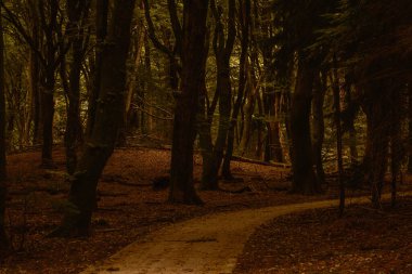 Speulderbos Ormanı 'nın dingin yollarında dolaşın. Canlı sonbahar renklerinin büyülü bir atmosfer yarattığı yerde. Huzurlu manzara doğa severler ve yürüyüşçüleri sükunetin tadını çıkarmaya davet ediyor..