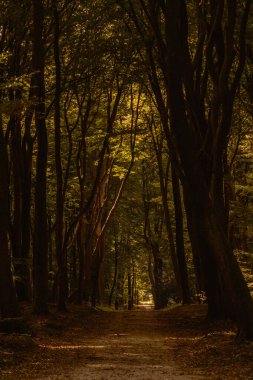 Sonbaharda Veluwe 'deki Speulderbos' ta dingin bir yol esiyor. Altın güneş ışığı uzun ağaçların arasından akar ve canlı renkler ve sükunetle dolu büyülü bir atmosfer yaratır..