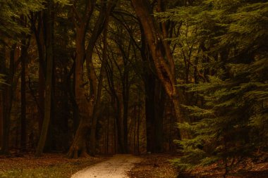 Speulderbos ormanının içinden geçen dingin bir patika, canlı sonbahar renklerini sergiliyor. Yükselen ağaçlar, ziyaretçileri Hollanda 'da doğada yürümeye davet eden sihirli bir atmosfer yaratıyor.