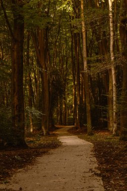 Hollanda 'da sonbaharda Veluwe' de Speulderbos 'un dingin güzelliğini keşfedin.