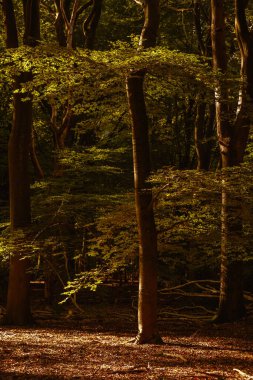 Altın yapraklar orman zeminini kaplarken güneş ışığı Speulderbos 'taki uzun ağaçların arasından süzülüyor. Bu büyüleyici manzara Hollanda 'nın Veluwe bölgesinde sonbaharın dingin güzelliğini gözler önüne seriyor..