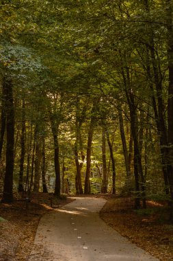 Speulderbos 'un bereketli ağaçlarının arasından süzülen bu yol sonbaharın ılık renklerini gözler önüne seriyor. Yumuşak güneş ışığı yaprakların arasından süzülür, huzurlu bir ortam yaratır, sakin yürüyüşler için mükemmel..
