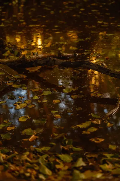 Güz, dingin Speulderbos Veluwe 'de Hollanda' nın parlak altın ve turuncu renkleriyle manzarayı resmeder.