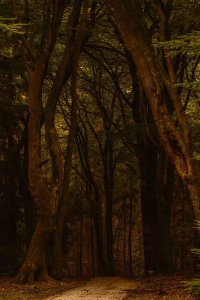 Sonbahar boyunca Veluwe bölgesinde Speulderbos 'un dingin yollarında yürümek, sıcak altın renklere bürünmüş yüksek ağaçlar ortaya çıkarıyor. Yapraklar nazikçe düşerken doğa güzelliği tam olarak sergilenir..