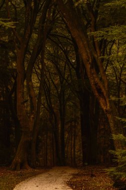 Büyüleyici Speulderbos ormanındaki sarmal patikalar büyüleyici sonbahar yapraklarını ortaya çıkarıyor. Altın ve kahverengi yapraklar orman zeminini kaplıyor ve doğa aşıkları için huzurlu bir ortam yaratıyor..