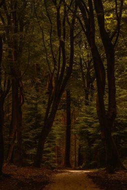 Sonbahar renklerinin ormanı değiştirdiği Speulderbos 'un dingin patikalarında dolaş. Uzun ağaçlar, Hollanda 'daki Veluwe' de keşif ve yansımaya davetiye çıkaran mistik bir atmosfer yaratıyor.