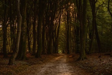 Speulderbos, Veluwe 'daki sakin bir orman yolunda sonbahar güneşi ağaçların arasından süzülürken dolaşın. Parlak sonbahar renkleri doğa severler için ideal bir manzara yaratır..