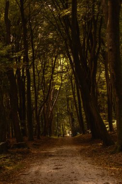 Hollanda, Veluwe 'deki Speulderbos' un dinginliğini hissedin, sarmal bir yol altın sonbahar yapraklarının arasından geçer, yüksek ağaçların altında barışçıl yürüyüşler yapmaya davet eder..