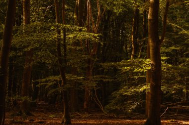 Hollanda, Veluwe 'deki sakin Speulderbos ormanında dolaşın..
