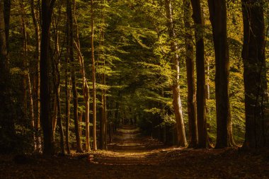 Speulderbos, Veluwe 'deki sakin bir orman yolu sıcak sonbahar günışığıyla aydınlatılır. Görkemli ağaçlar dik durur, yaprakları parlak sonbahar renklerini gösterir. Doğa, keşif ve sükuneti davet ediyor..