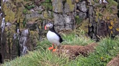 Bu büyüleyici klip İzlanda 'da engebeli bir uçurumun tepesinde canlı bir martı sergiliyor..