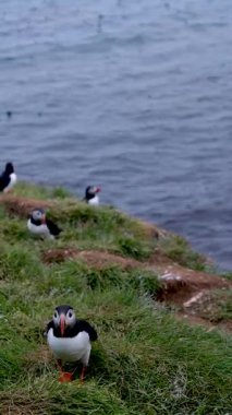 Bir grup Atlantik martısı bulutlu bir günde İzlanda, Borgarfjordur yakınlarındaki çimenli bir kayalıklarda görülürler. Kuşlar kıyıya yakın durur, denize bakarlar..